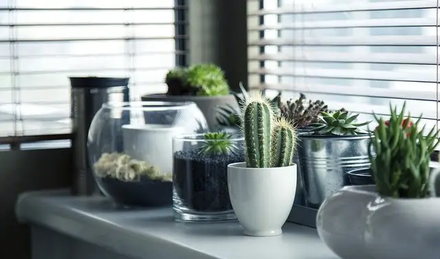 Indoor Plants for cheap home décor