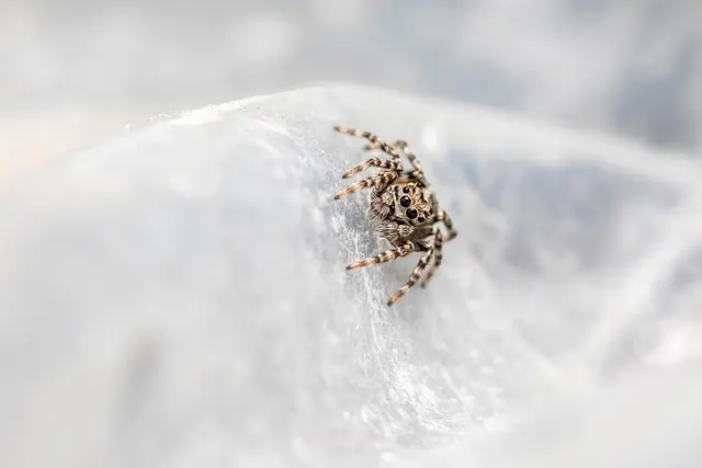 Spiders in the Bathroom