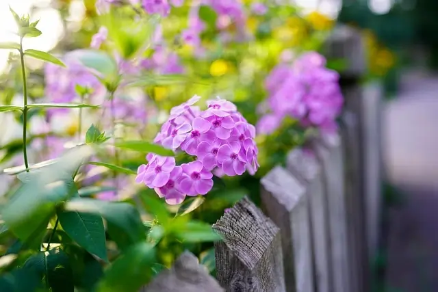 Transform your backyard with vertical gardens on fences. Space-saving, creative gardening solution with climbing plants for a green, eco-friendly outdoor space.