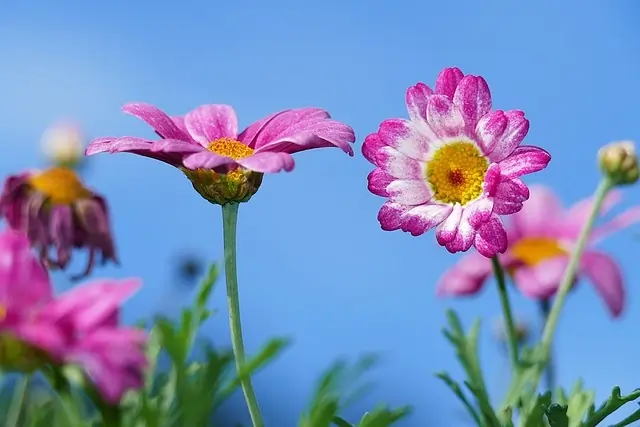 Design a beautiful wildflower garden in your backyard. Colorful, low-maintenance flowers that attract pollinators and enhance your outdoor space naturally