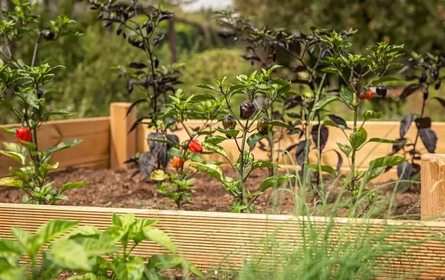 Create your own DIY raised garden beds for backyard spaces. Simple, budget-friendly gardening idea with easy-to-build raised beds for growing plants.