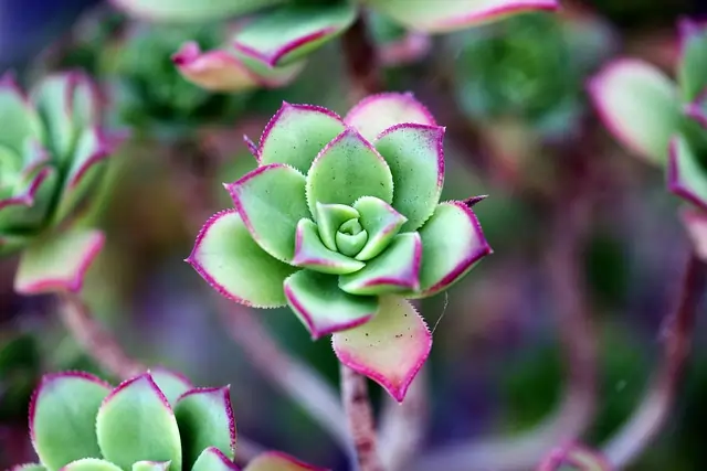 Create a beautiful succulent & cactus garden in your backyard. Low-maintenance, drought-tolerant plants for a stylish and easy-to-care-for outdoor space.